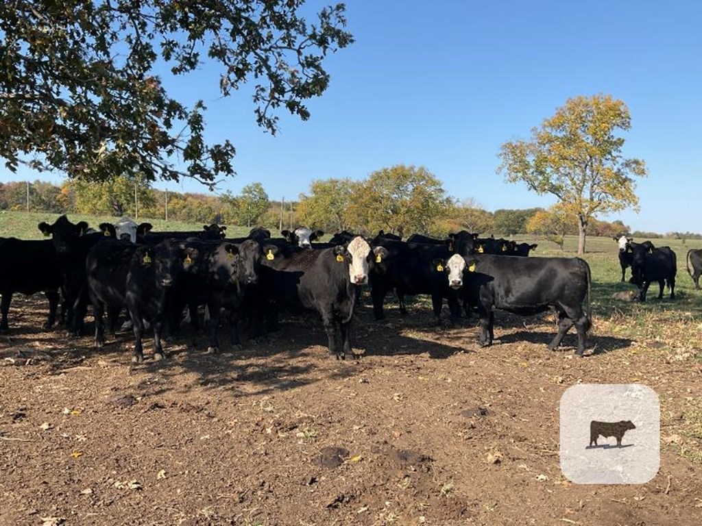 Cattle Range Listing Photo