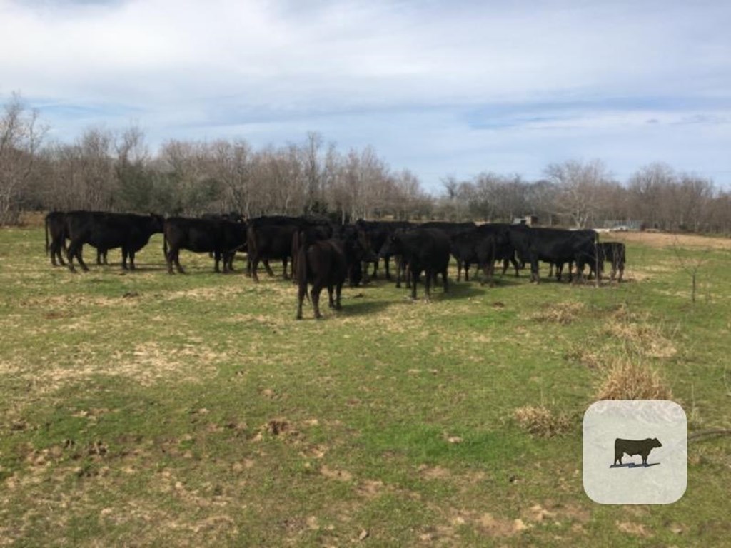 Cattle Range Listing Photo