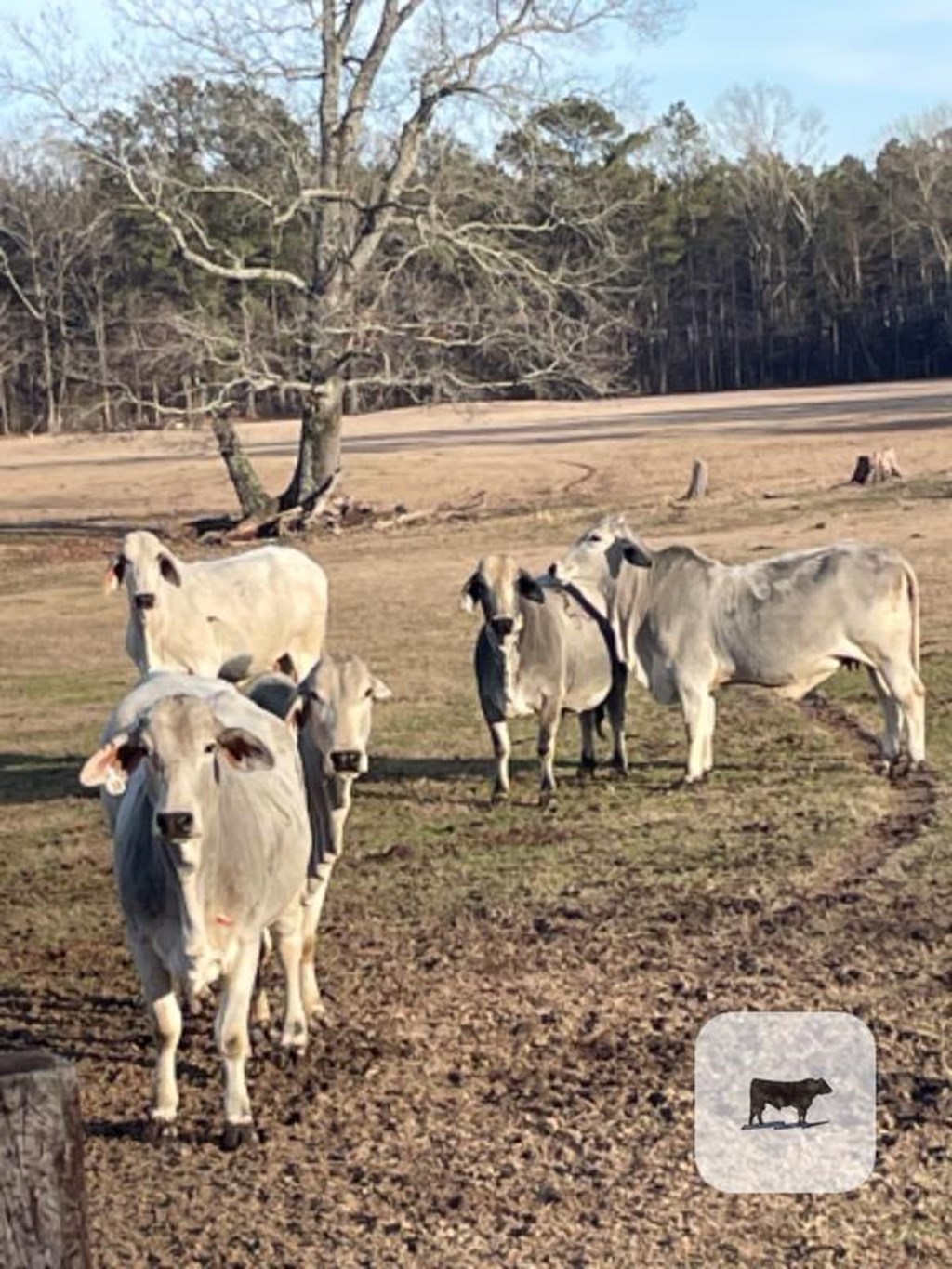 Cattle Range Listing Photo