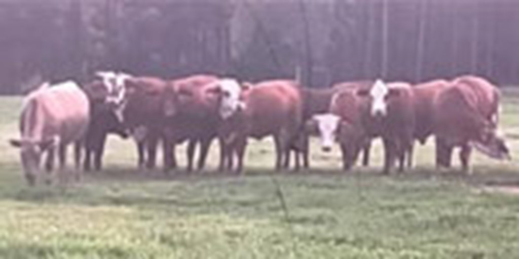 11 Braford Bred Heifers... Central MS
