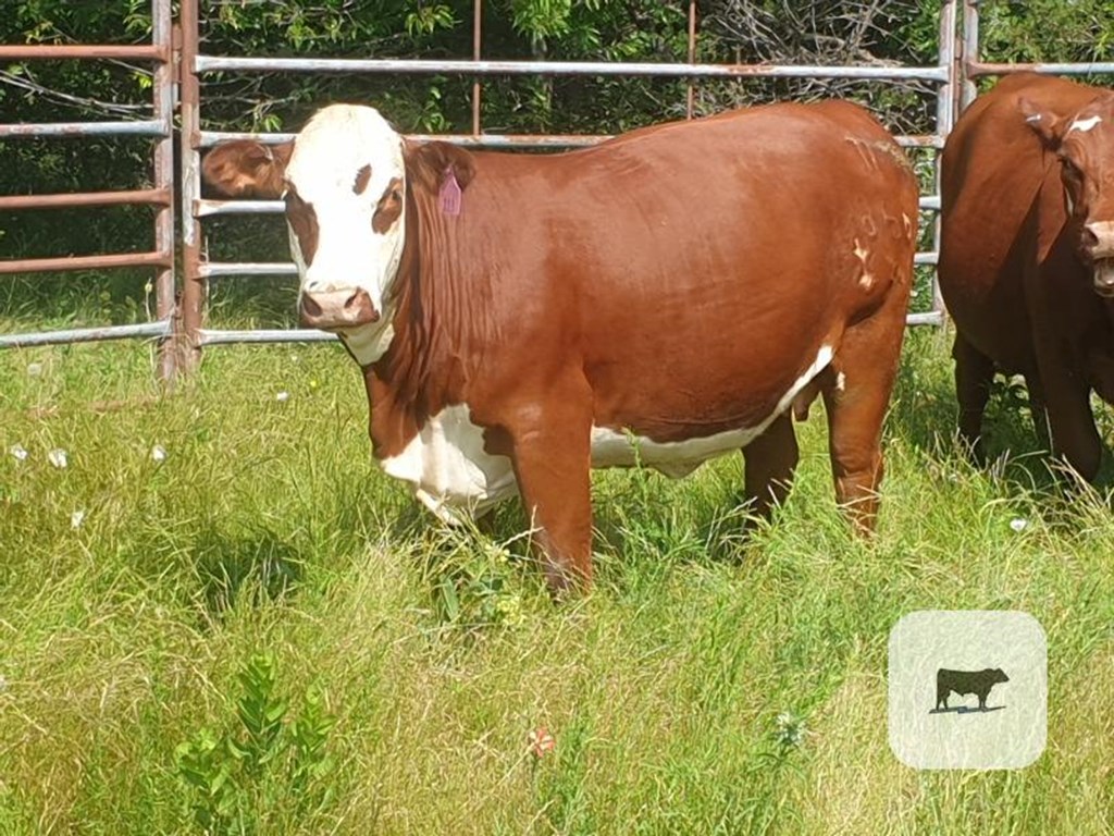 Cattle Range Listing Photo