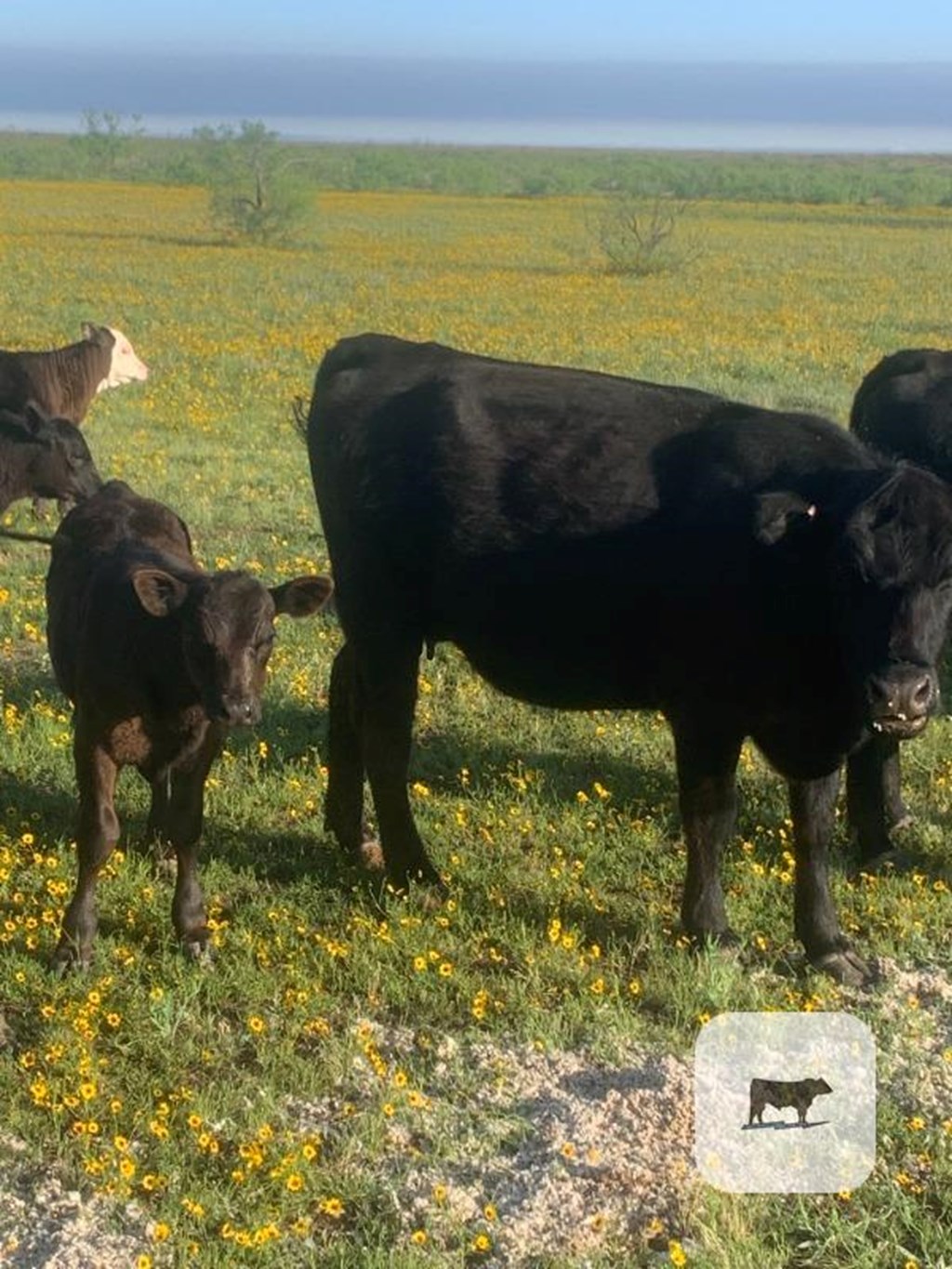 Cattle Range Listing Photo