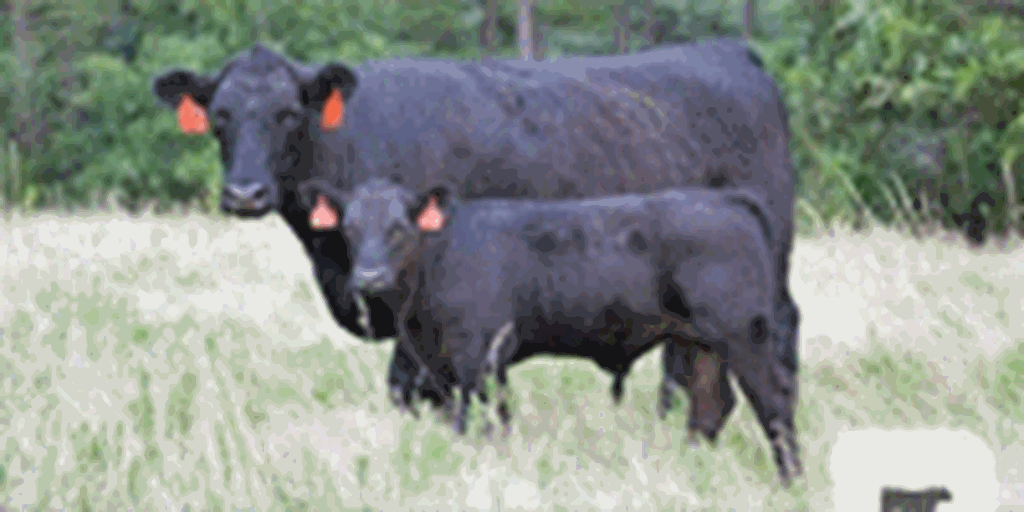 38 Reg. Angus, Lim-Flex & SimAngus 1st-Calf Pairs... Central AR