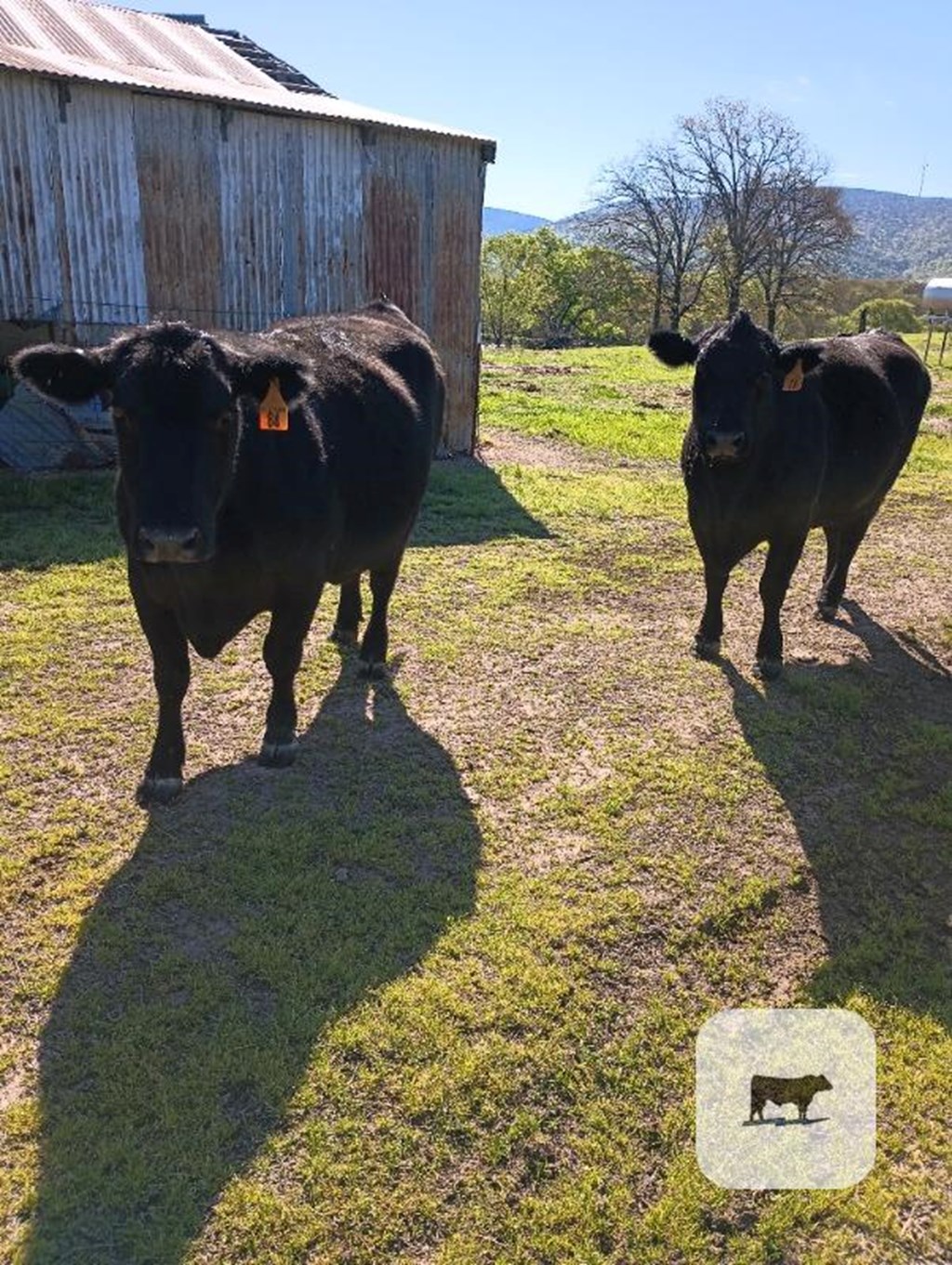 Cattle Range Listing Photo