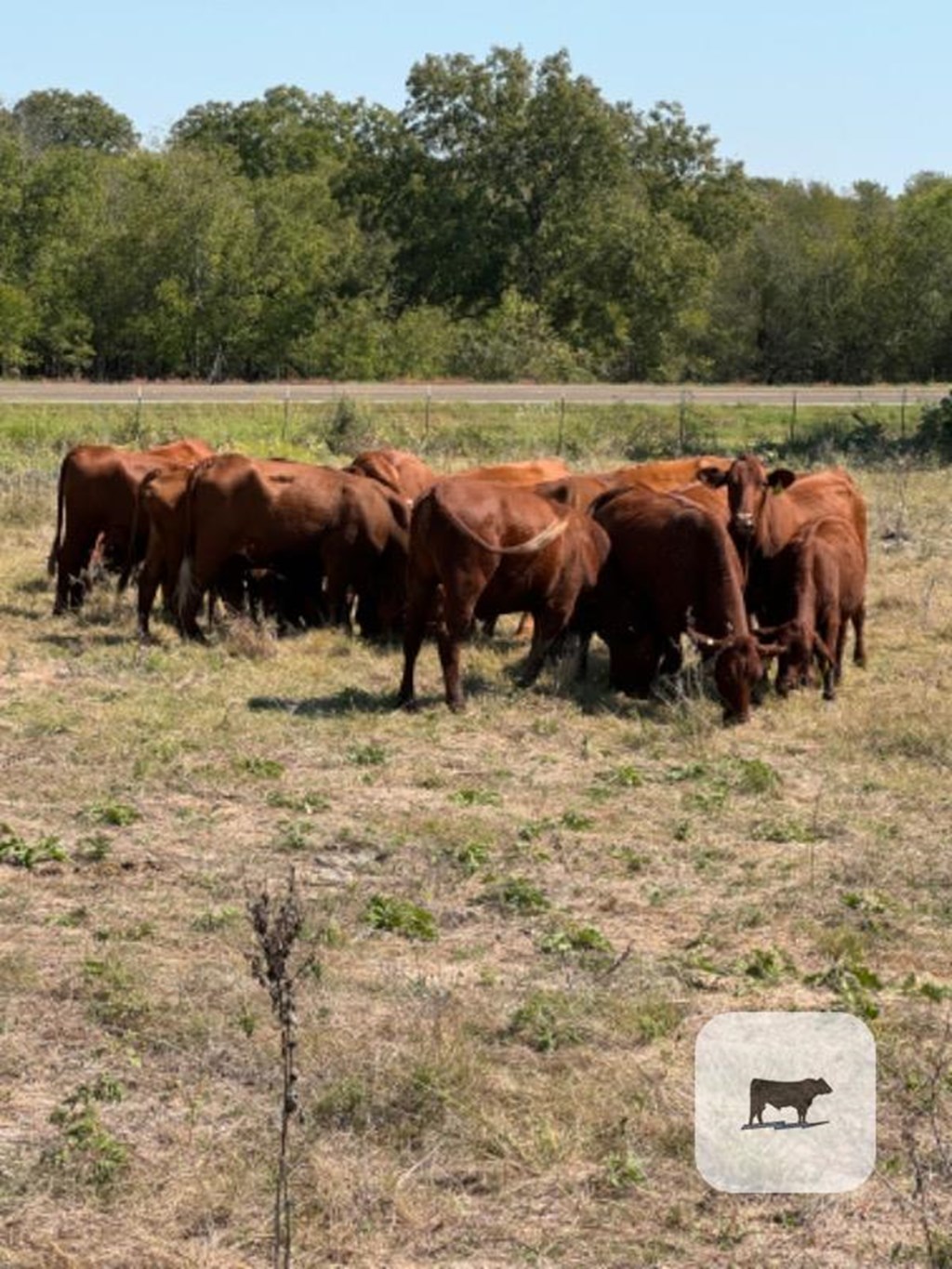 8 Reg. Santa Gertrudis Bred Heifers... North TX Cattle Range