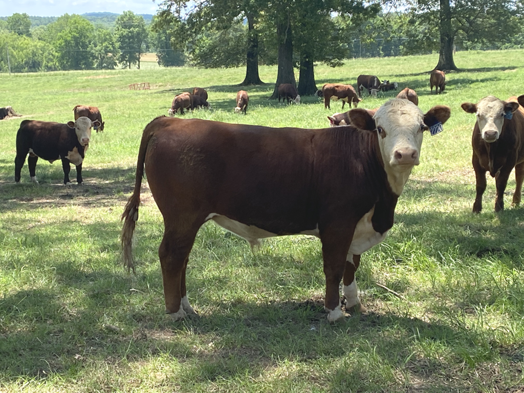 Cattle Range Listing Photo