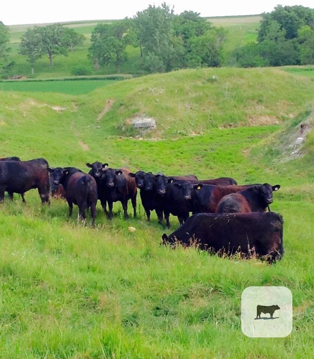 Cattle Range Listing Photo