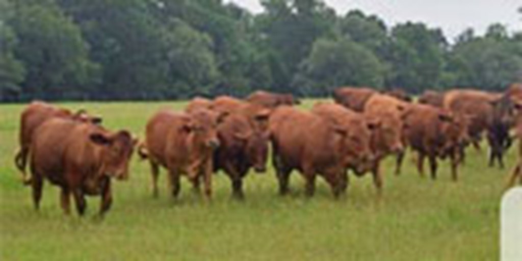 25 Reg. Beefmaster Rep. Heifers... Central TX