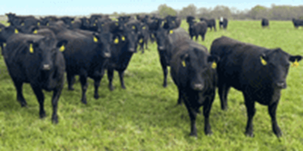 82 Angus & BWF Cows... Southwest MO