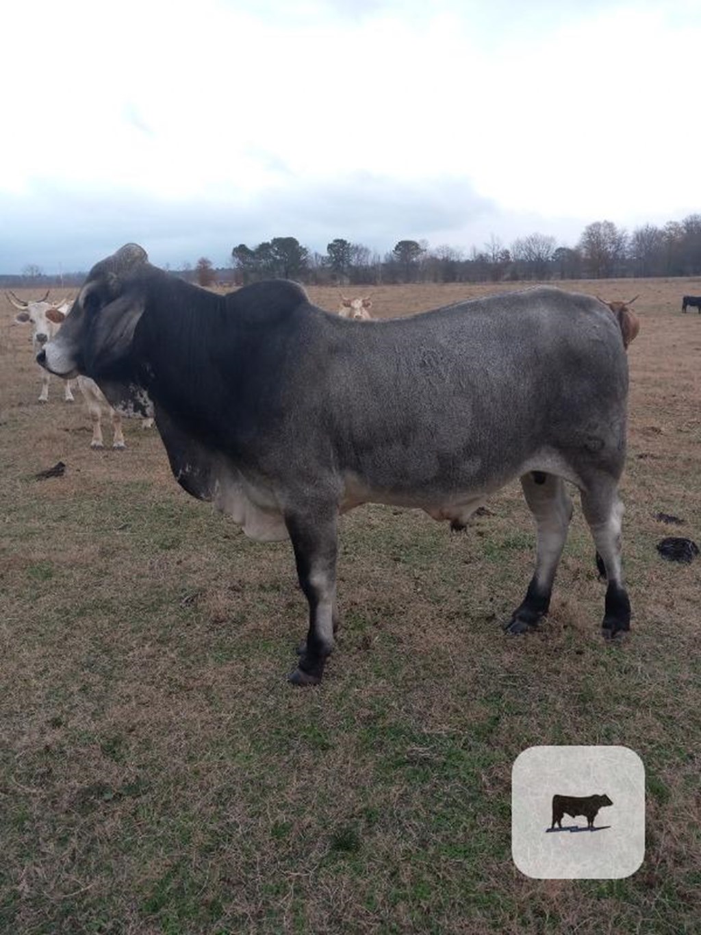 Cattle Range Listing Photo
