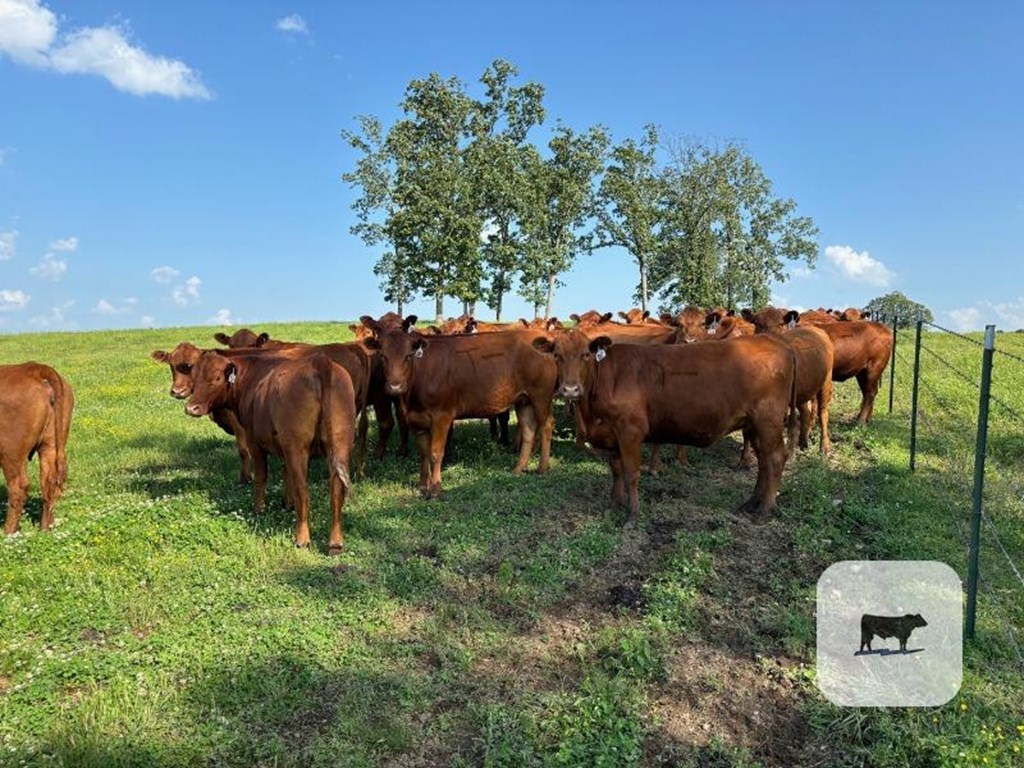 57 Red Angus 2nd-Calf Cows… Northeast AR Cattle Range