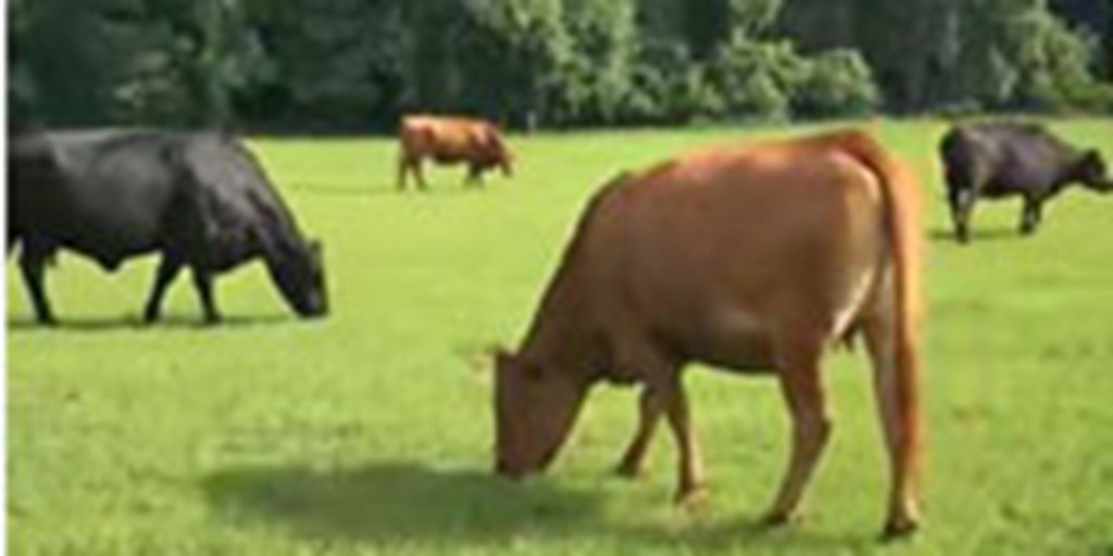 13 Angus & Red Angus Cows... Southeast GA
