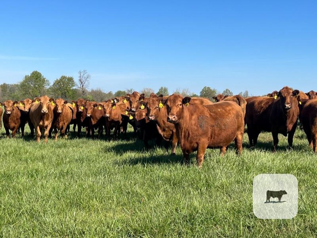 Cattle Range Listing Photo