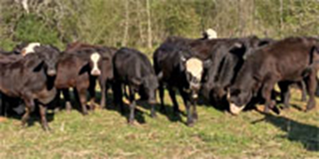 73 Brangus & Black Baldy Bred Heifers... East TX