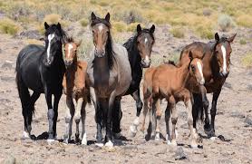 The Bureau of Land Management plans 50% more Wild Horse Roundups amid Western Drought