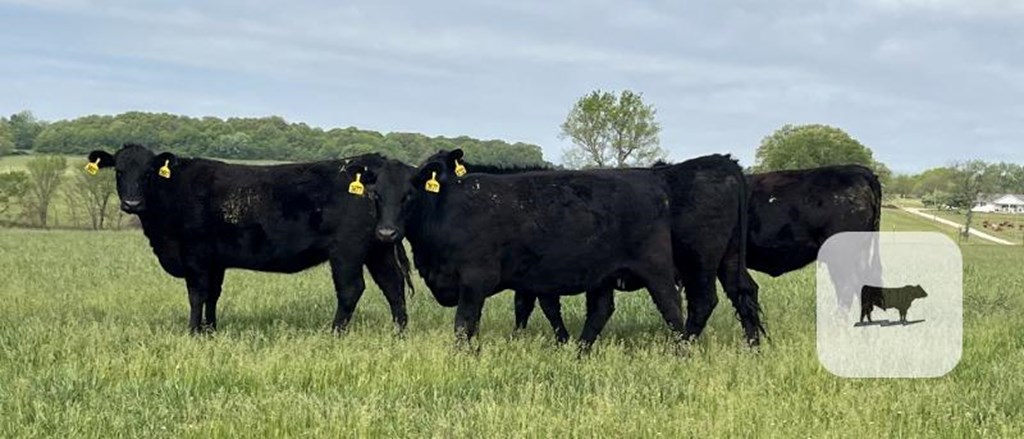 Cattle Range Listing Photo