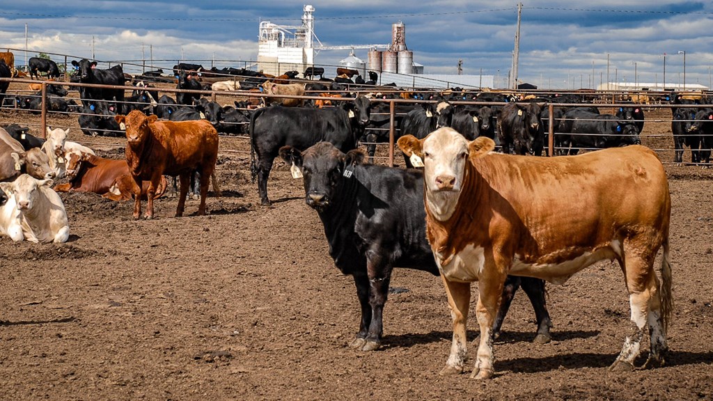 Amarillo City Council Approves Incentives for New Producer-Owned Packing Plant