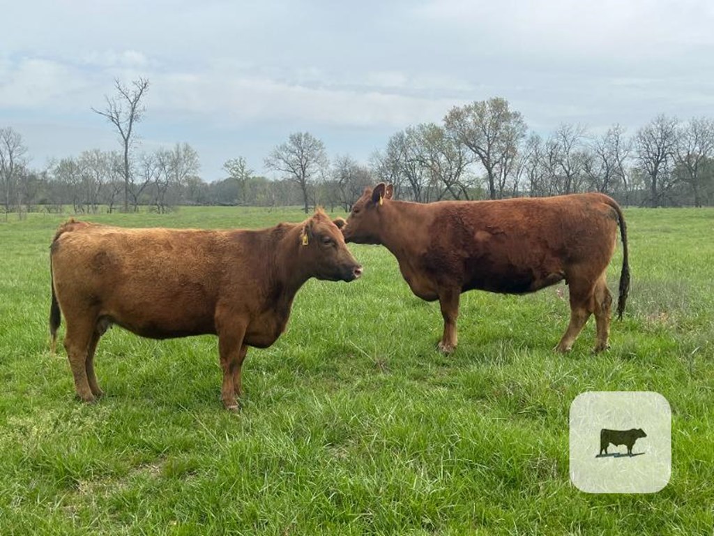 Cattle Range Listing Photo