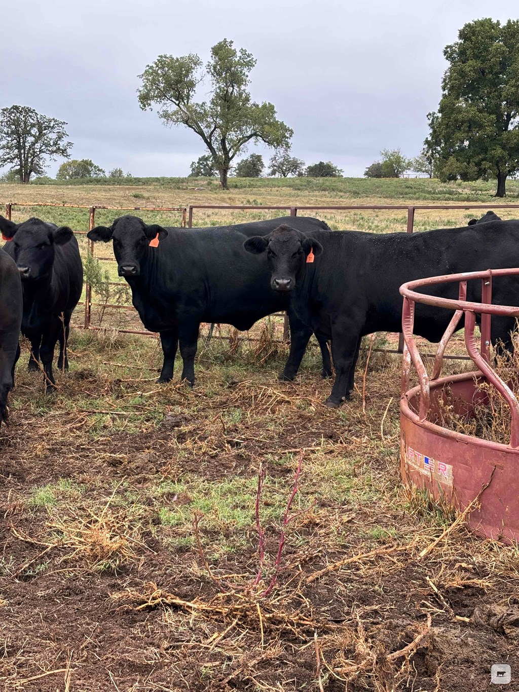 Cattle Range Listing Photo