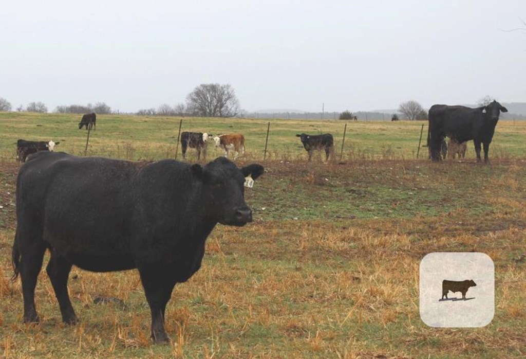 Cattle Range Listing Photo