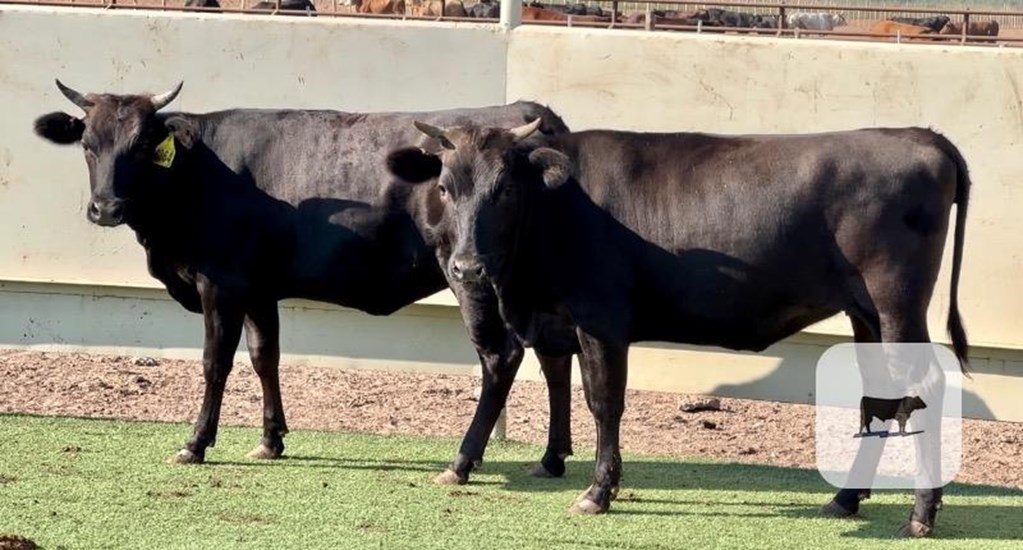 Cattle Range Listing Photo