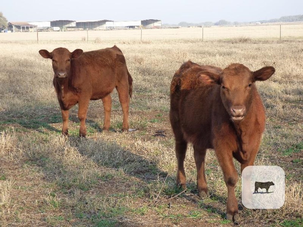 Cattle Range Listing Photo