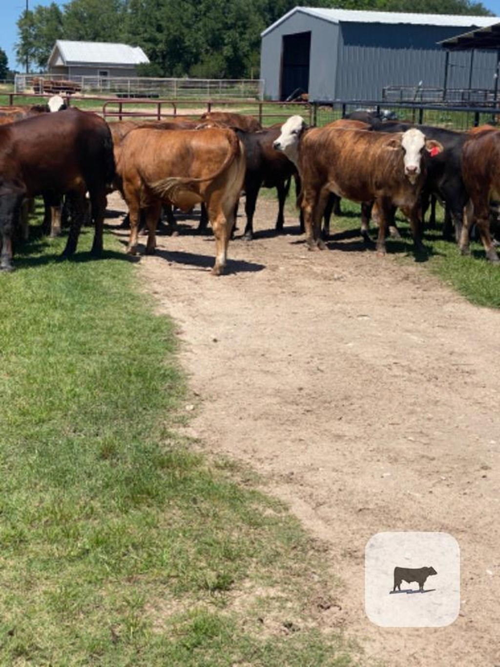 Cattle Range Listing Photo