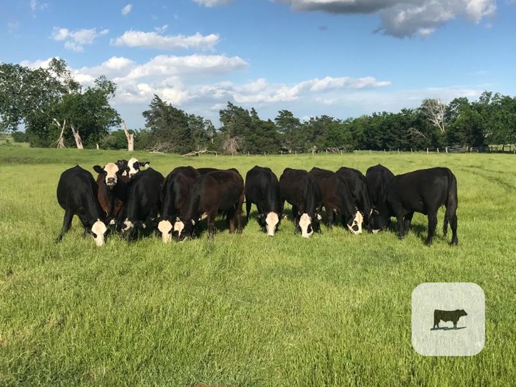 Cattle Range Listing Photo