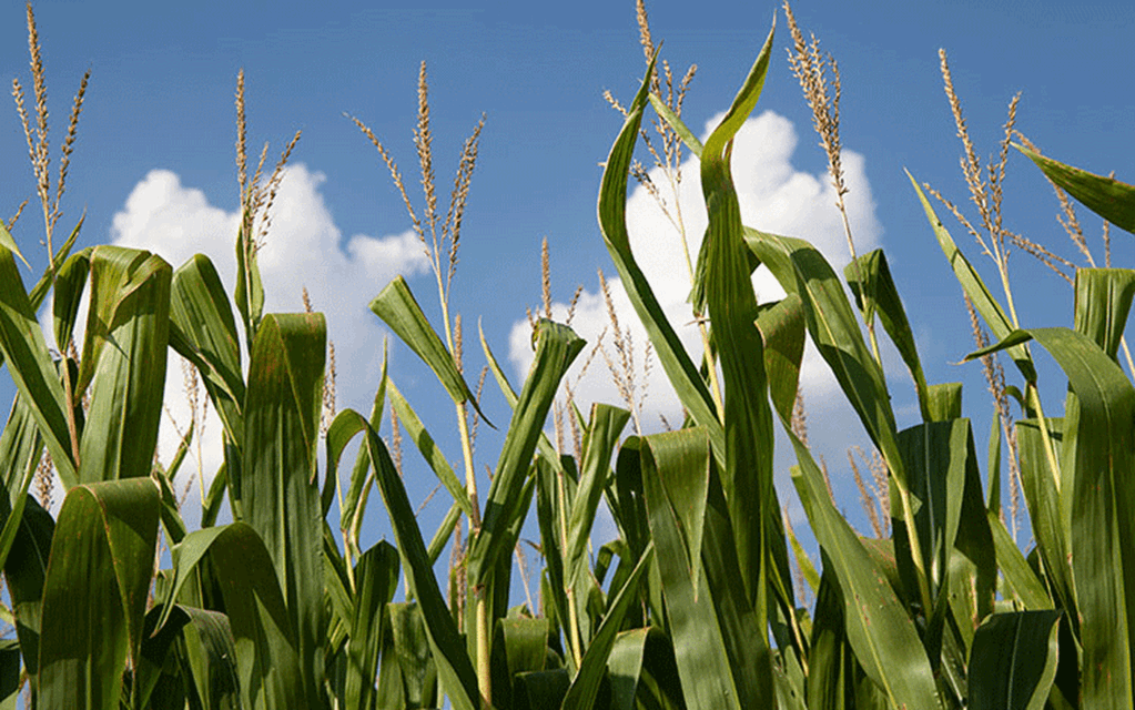 USDA Feed Outlook: June 2022