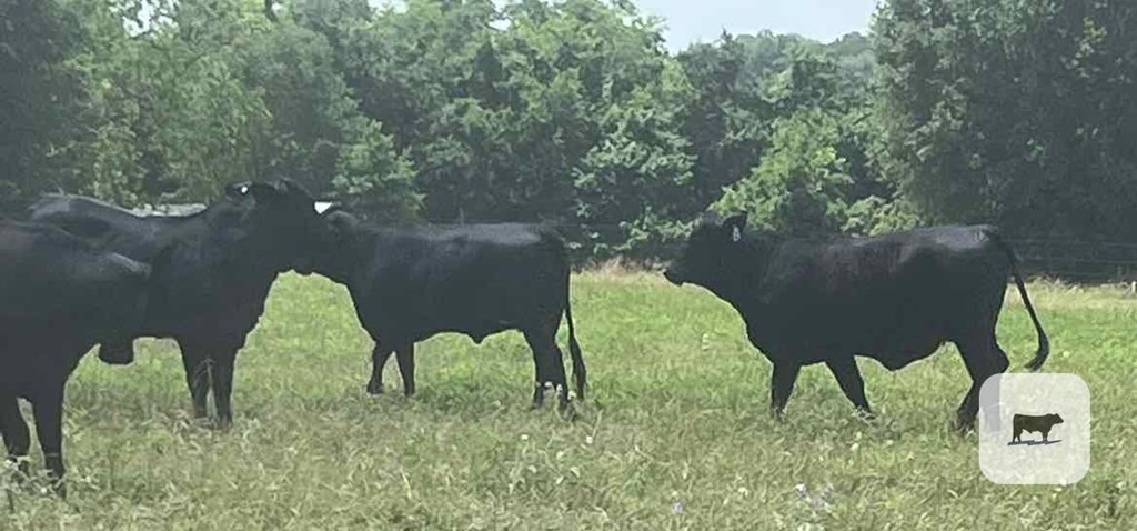 Cattle Range Listing Photo