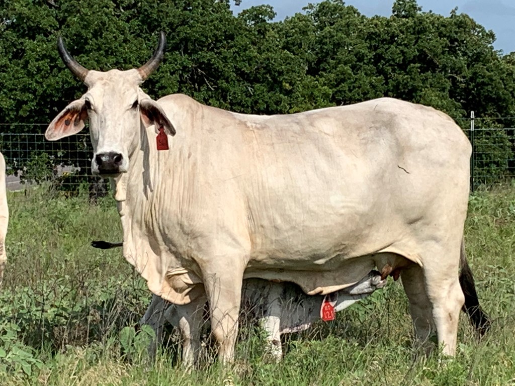 Cattle Range Listing Photo