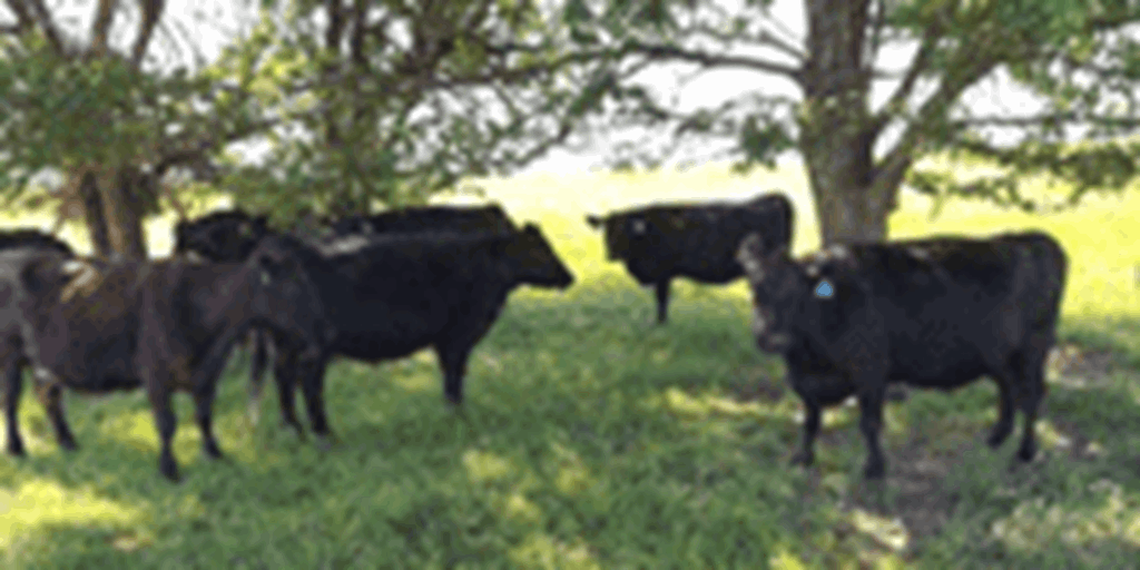 15 Reg. Angus Cows w/ 3+ Calves... S. Central OK