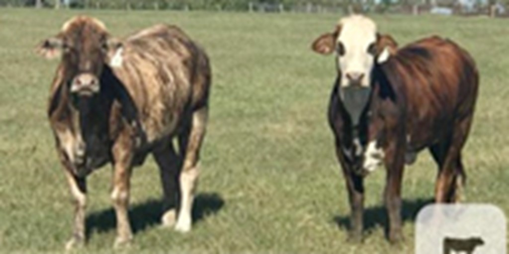16 F1 Braford/Tigerstripe Bred Heifers... Central TX