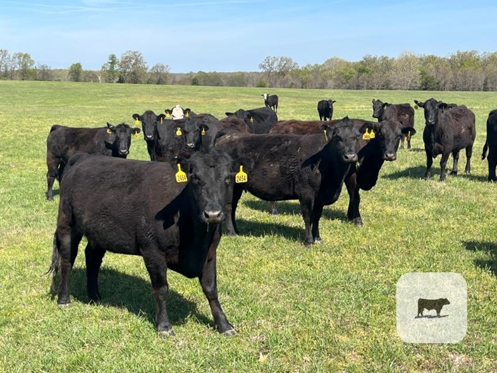 Cattle Range Listing Photo
