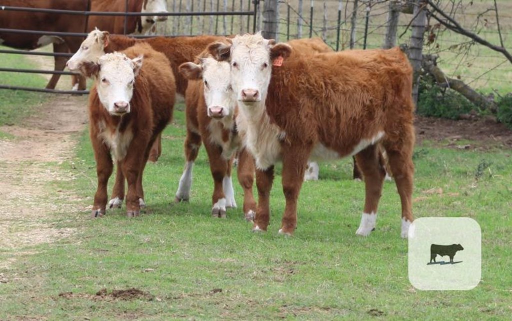 Cattle Range Listing Photo