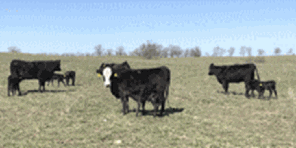 Listings Cattle Range