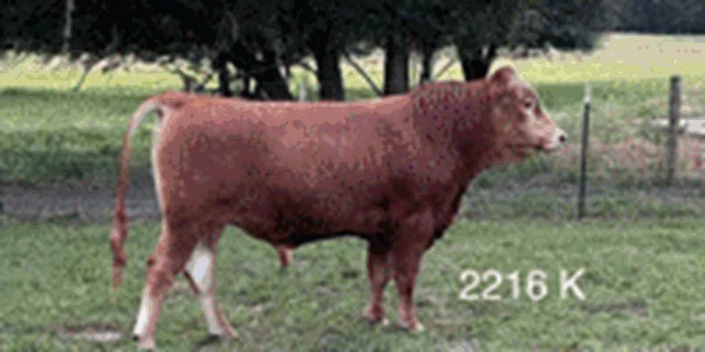 14 Reg. Red Akaushi/Wagyu Full-Blood Bulls... Northern FL