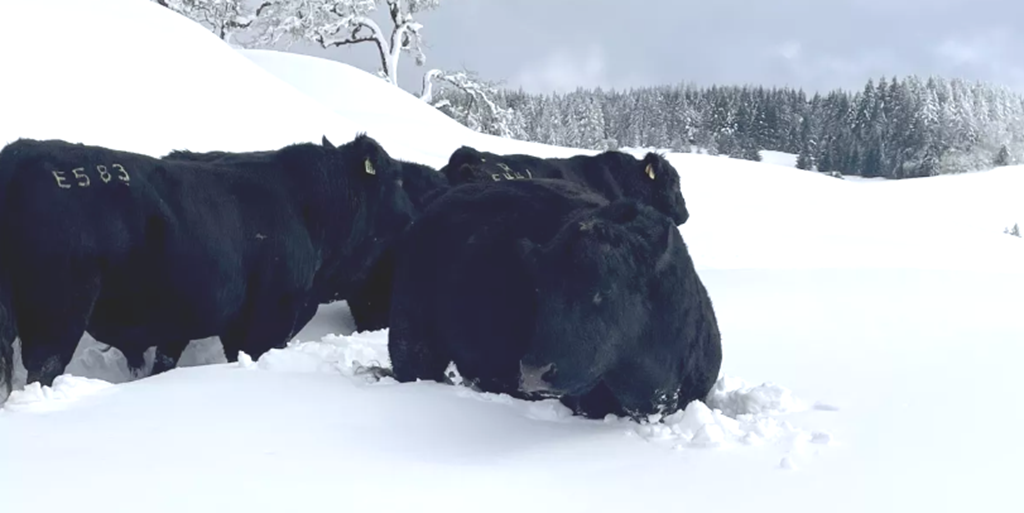 Helicopters Air-Drop Hay in bid to save Thousands of California Cattle