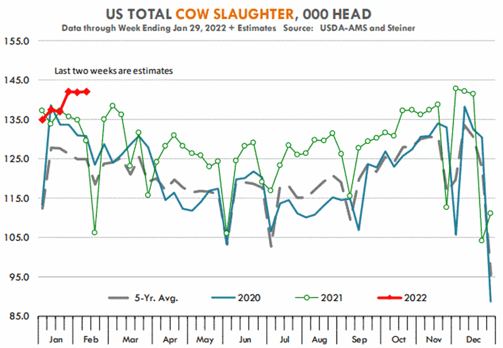 Elevated Cow Slaughter Pressuring Beef Prices