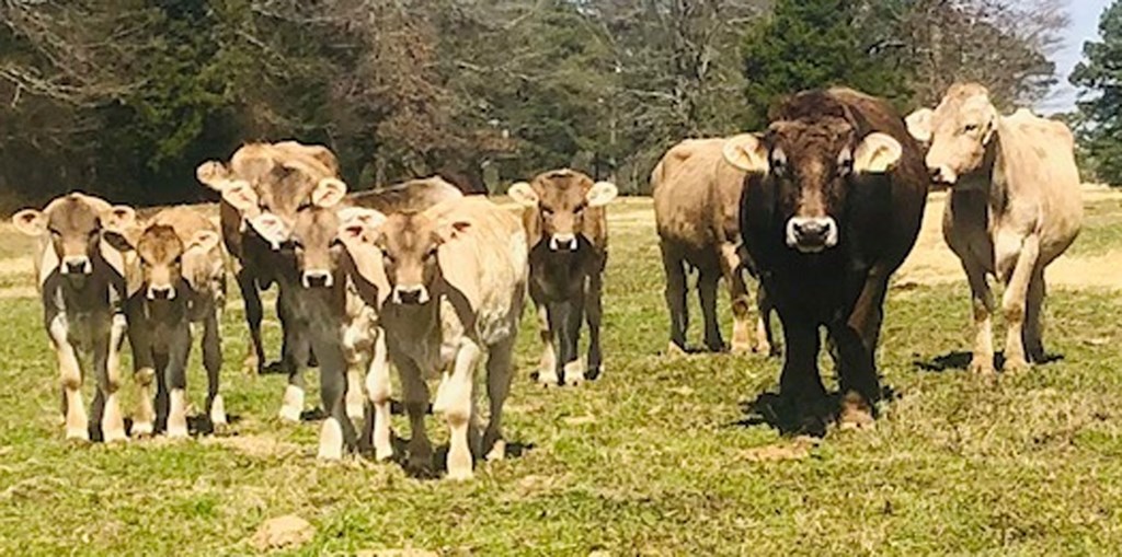Cattle Range Listing Photo