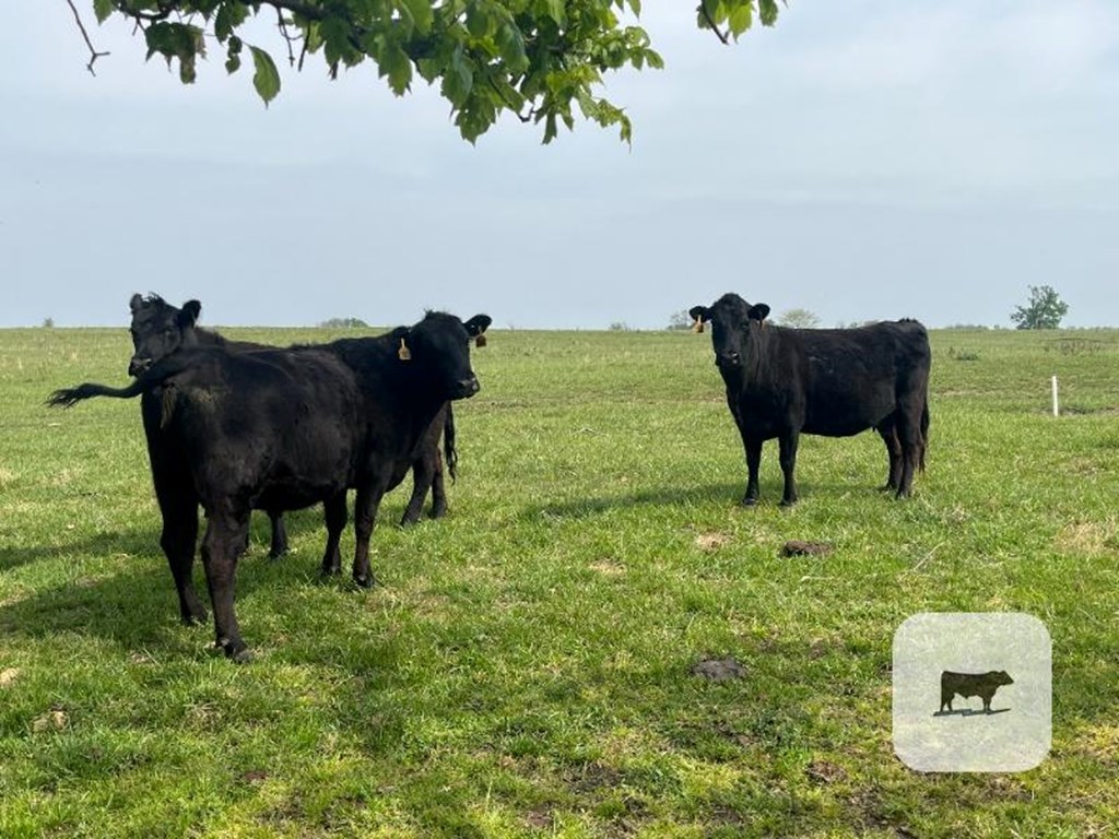 Cattle Range Listing Photo
