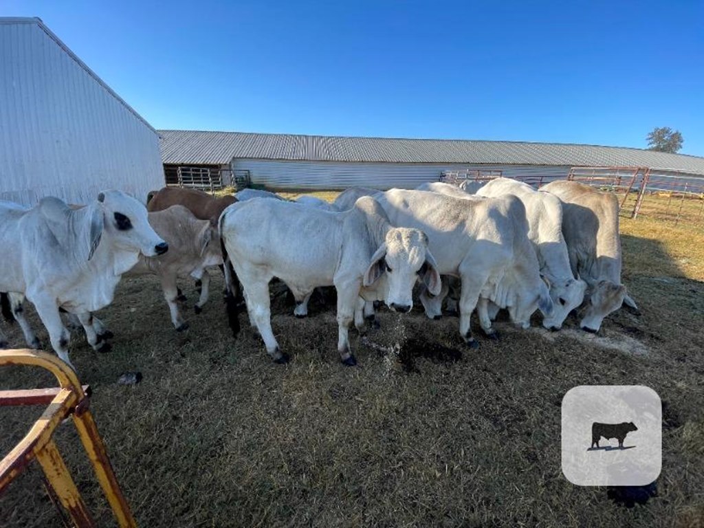 Cattle Range Listing Photo 2