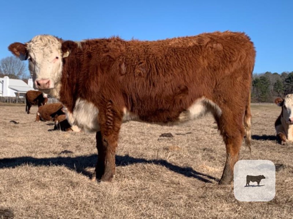 Cattle Range Listing Photo