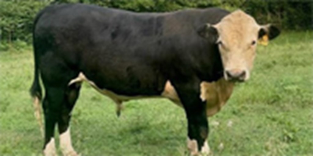 4 Reg. Black Hereford Bulls... Northwest AR