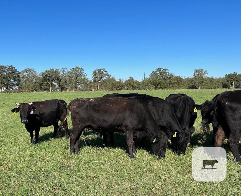 Cattle Range Listing Photo