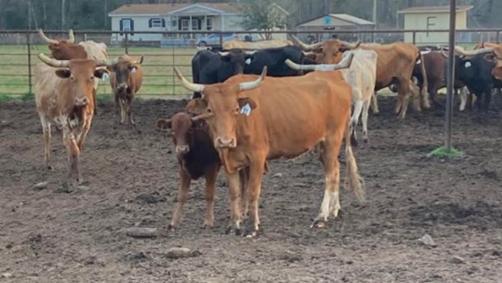 Cattle Range Listing Photo