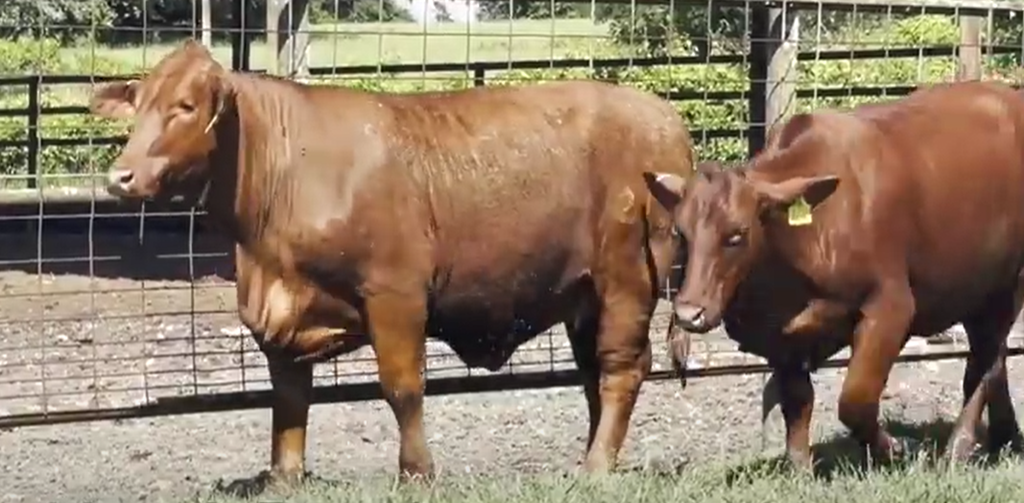 Cattle Range Listing Photo