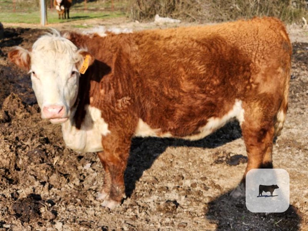 Cattle Range Listing Photo