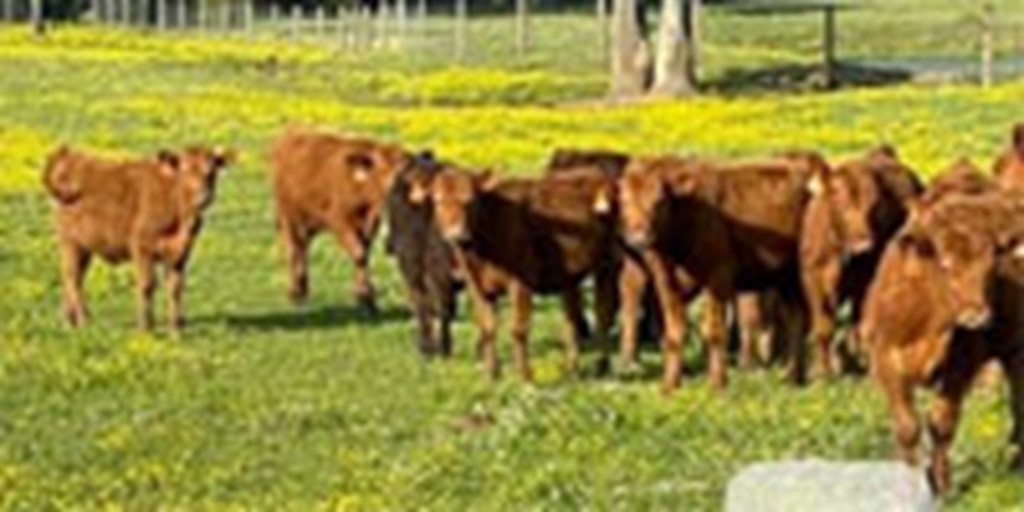 18 Red Angus Rep. Heifers... Central TN