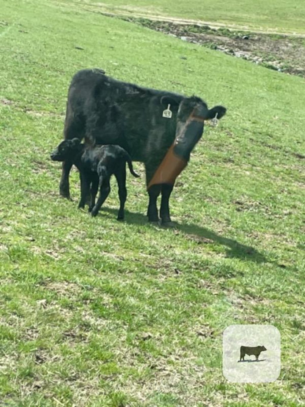 Cattle Range Listing Photo